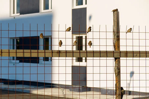 秋天温暖的落日下 院子里的金属栅栏上挂着麻雀 — 图库照片