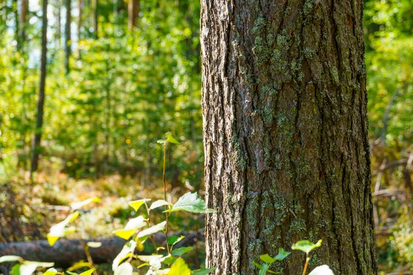 Batang Pohon Pinus Latar Belakang Alam Hutan Pinus Liar Pada — Stok Foto