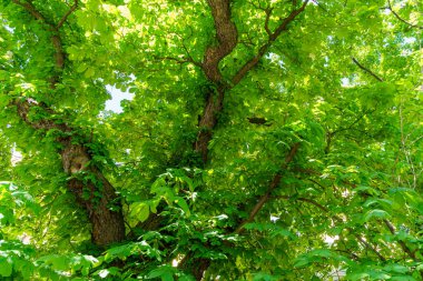 Güneşli bir yaz gününde eski kavak ağacının taç yapraklarının arka planı