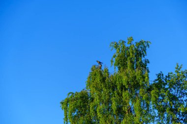 İki karga ağacın tepesinde güneşli bir yaz sabahı açık mavi gökyüzünde