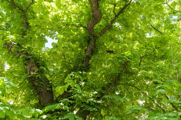 Background Crown Foliage Old Poplar Peaceful Sunny Summer Day — Stock Photo, Image