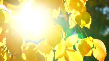 Parlak güneş ışığı ve sonbahar yapraklarının arka planı yavaş çekimde