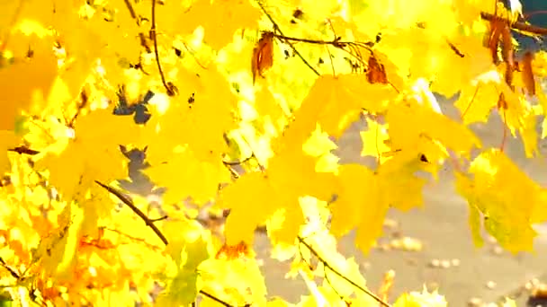 Herbst Sonnigen Natürlichen Hintergrund Von Bunten Ahorn Laub Auf Brise — Stockvideo