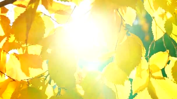 Прекрасний Сонячний Фон Осіннього Листя Вільхи Близько — стокове відео