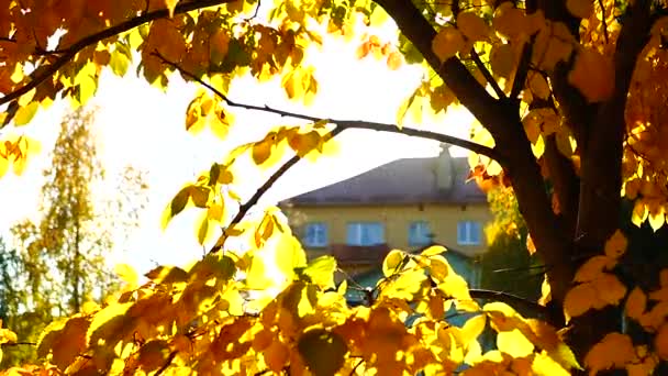 穏やかな晴れた日には 古い葉や古い建物の街の秋の背景 — ストック動画