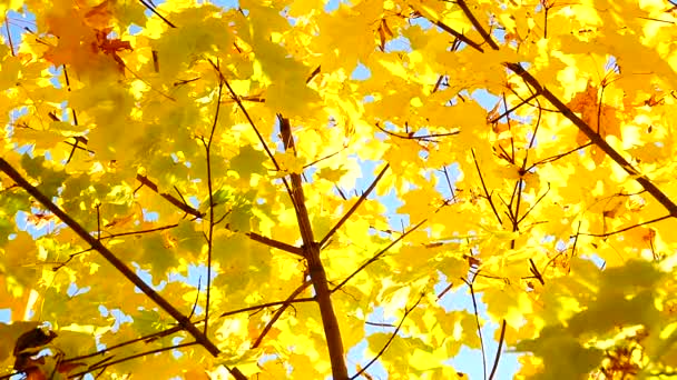日当たりの良い秋の日に紅葉の自然背景 — ストック動画