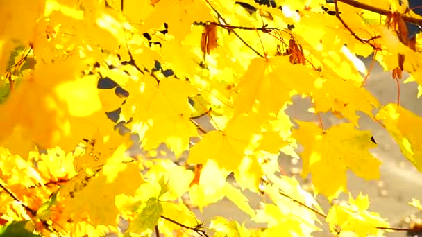 Natuurlijke Achtergrond Van Herfst Esdoorn Gebladerte Beven Wind Een Zonnige — Stockvideo