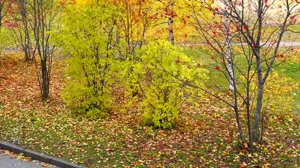 Φύλλα Του Φθινοπώρου Πετούν Στο Πάρκο Της Πόλης Την Ημέρα — Αρχείο Βίντεο