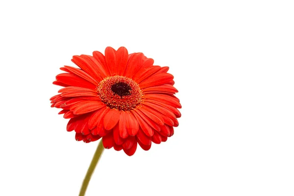 Червона Квітка Джеймсона Гербери Ізольована — стокове фото