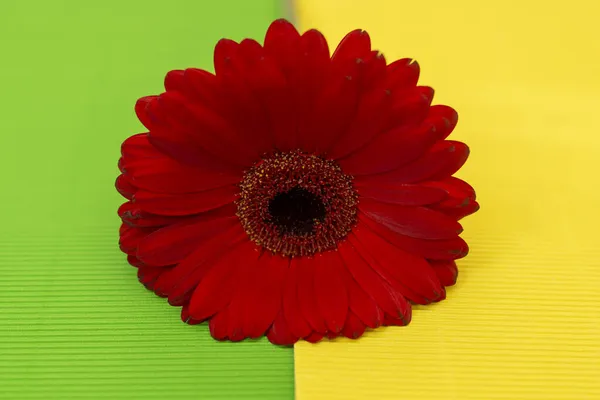 Vermelho Jameson Gerbera Flor Fundo Amarelo Verde — Fotografia de Stock