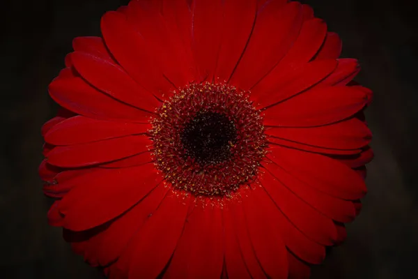 Macro Tiro Vermelho Jameson Gerbera Flor Escuro — Fotografia de Stock