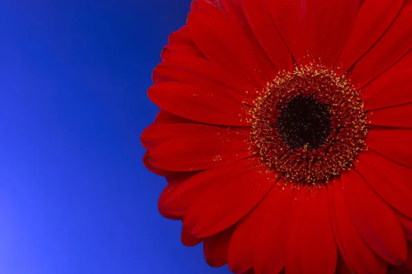 Vermelho Jameson Gerbera Flor Azul Fundo Closeup — Fotografia de Stock