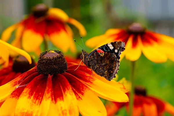 Borboleta Almirante Flor Rudbeckia Verão Ensolarado — Fotografia de Stock