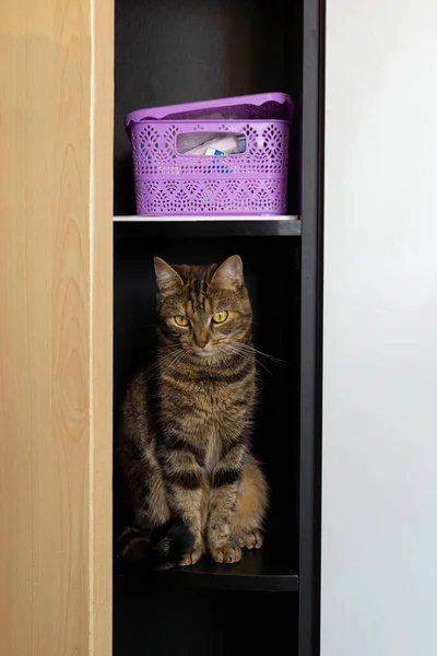 国内のタビー猫は部屋のクローゼットの棚に静かに座っている — ストック写真