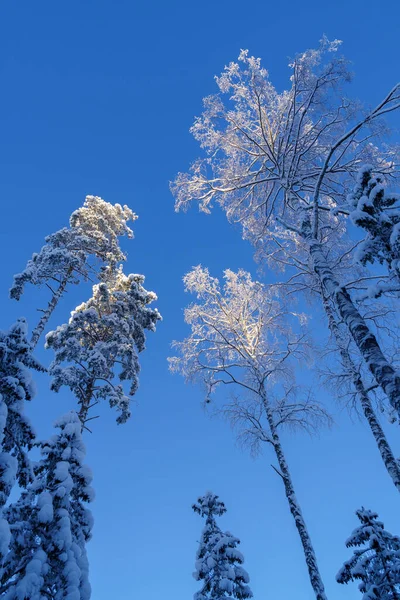 Verticale Afbeelding Van Sneeuw Bedekt Hoge Bomen Blauwe Lucht Ijzige — Stockfoto