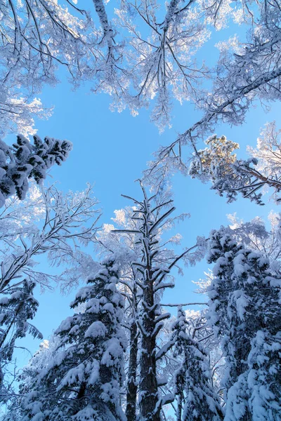 Hoge Bomen Blauwe Lucht Ijzige Winterdag Bedekt Met Sneeuw — Stockfoto