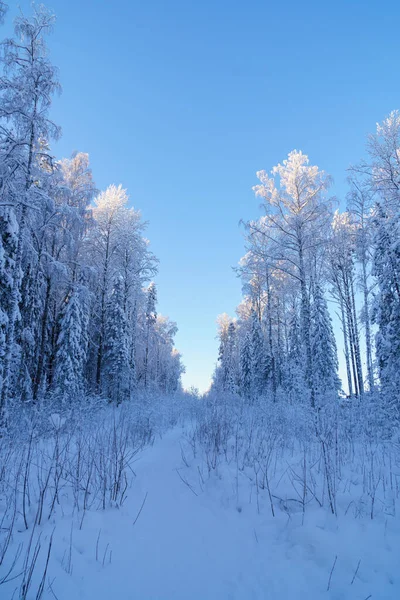 Een Pad Door Besneeuwd Winterbos Heldere Ijzige Januari Dag — Stockfoto