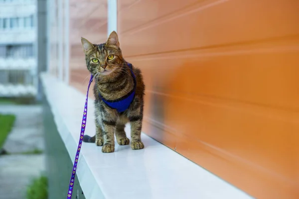 Gato Joven Arnés Sobre Fondo Naranja Luz Natural Aire Libre — Foto de Stock