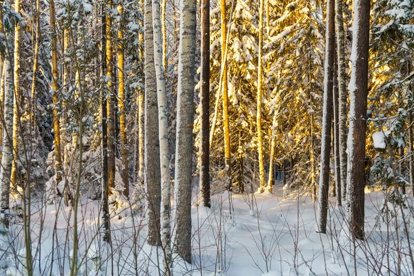 Wilde Winter Bos Achtergrond Zonnige Ijzige Dag — Stockfoto