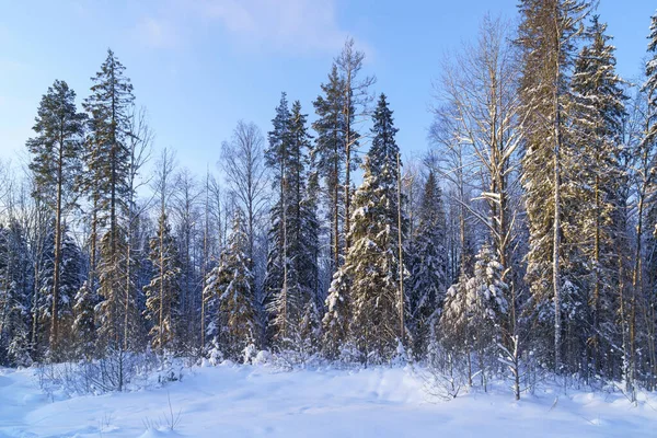 Snowy Winterbos Ijzige Zonnige Dag — Stockfoto