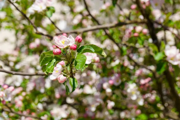 Wiosenne Tło Kwitnących Kwiatów Jabłoni Słoneczny Dzień — Zdjęcie stockowe
