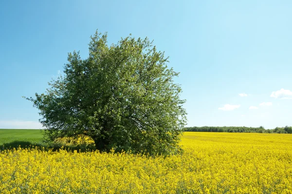 Tree on the field of rape — Stock Photo, Image