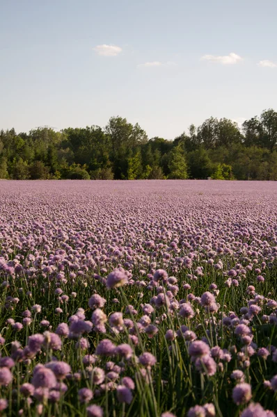 Field of chives — Stock Photo, Image
