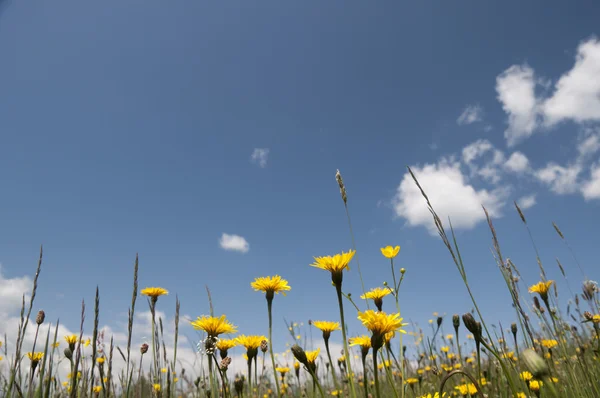 Sky above meadow — Stock Photo, Image