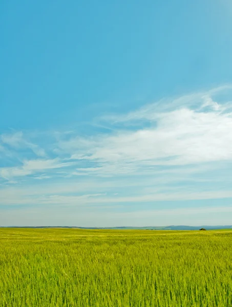 Himlen ovanför huvudet Stockfoto