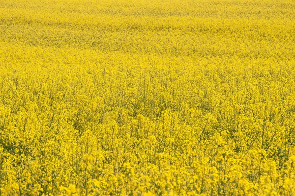 Field of yellow blooming rape — Stock Photo, Image