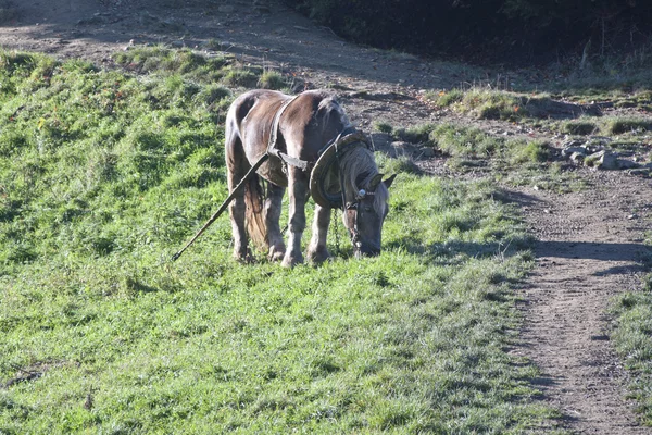 A horse on the lea — Stock Photo, Image