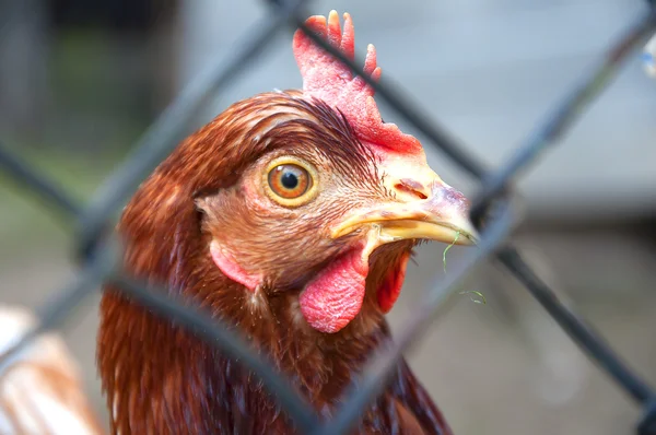 A hen staring at the camera — Stock Photo, Image