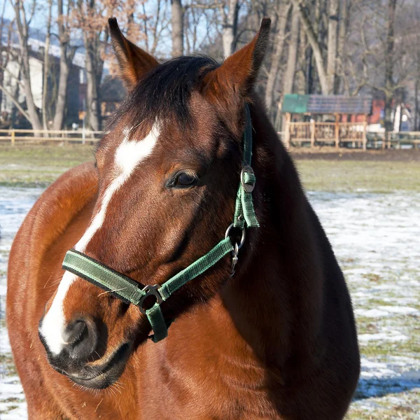 A brown horse on the paddock - close-up — Stock Photo, Image