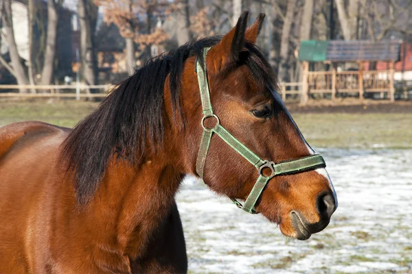 Ένα καφέ άλογο στο paddock - close-up — Φωτογραφία Αρχείου