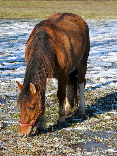 A brown horse on the paddock — Stock Photo, Image