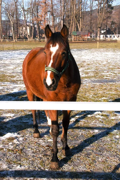 A brown horse on the paddock — Stock Photo, Image