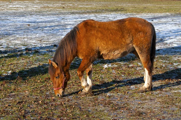 Коричневая лошадь на пастбище — стоковое фото
