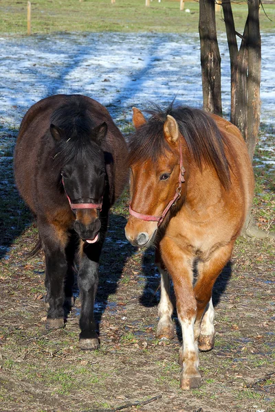 Un par de caballos en el paddock — Foto de Stock