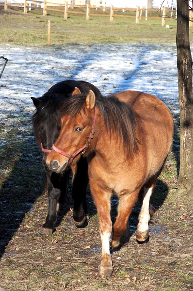 A pair of horses on the paddock — Stock Photo, Image