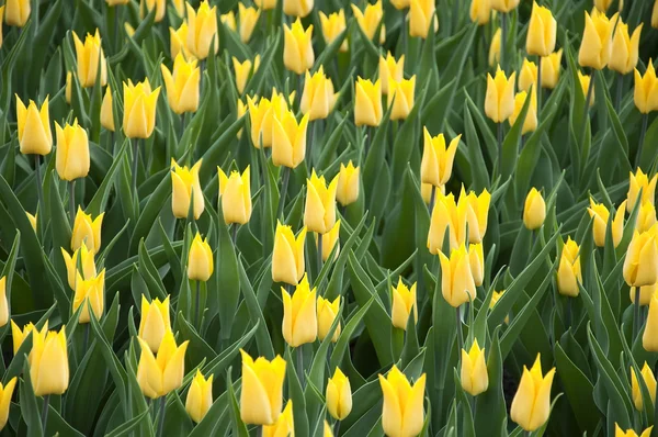 Tulipas amarelas durante a primavera — Fotografia de Stock