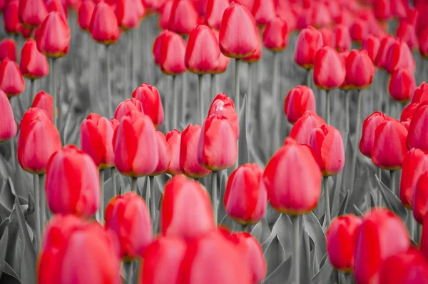 Tulipas vermelhas floridas isoladas no fundo cinza — Fotografia de Stock