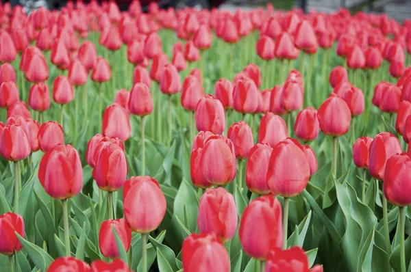 Floração tulipas vermelhas durante a primavera — Fotografia de Stock