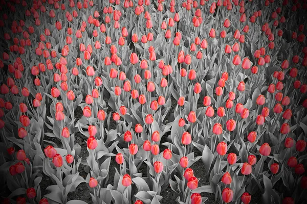 Isolated blooming red tulips on the gray background — Stock Photo, Image