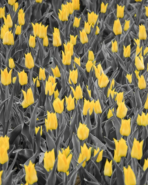 Isolated yellow tulips on the gray background — Stock Photo, Image
