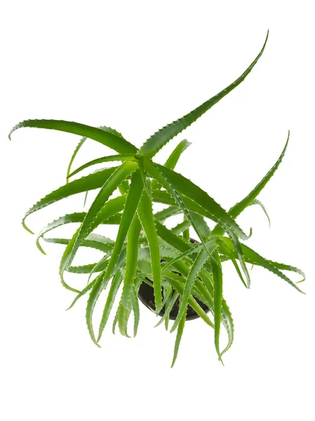 Aloe Vera — Stockfoto