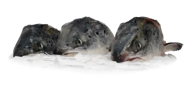 Három hal fej — Stock Fotó