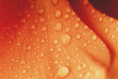 Ranunculus yapraklarına su damlaları. Portakal çiçeği soyut çiçek arkaplanı, seçici odak noktası. Makro çiçek fotoğrafları