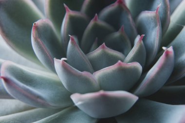 Echeveria zarif, sulu bir çiçek başı. Soyut, güzel mavi sulu kapalı alan bitkisi. Tebrik kartı şablonları