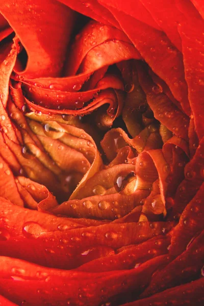 Makro Ranunculus Oranžová Květina Abstraktní Květinové Pozadí Selektivní Zaměření — Stock fotografie