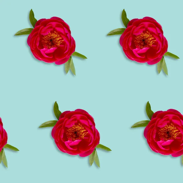 Blommönster Rosa Fucsia Pion Blomma Huvud Blå Bakgrund — Stockfoto